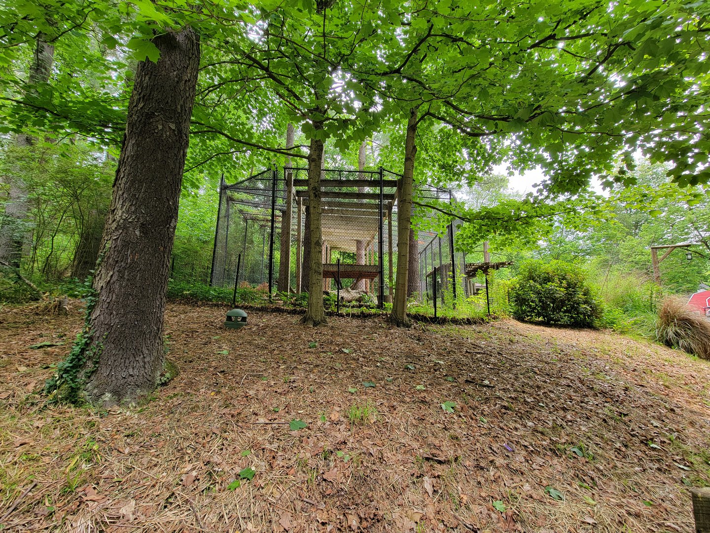 Oglebay Good Zoo - Snow leopard