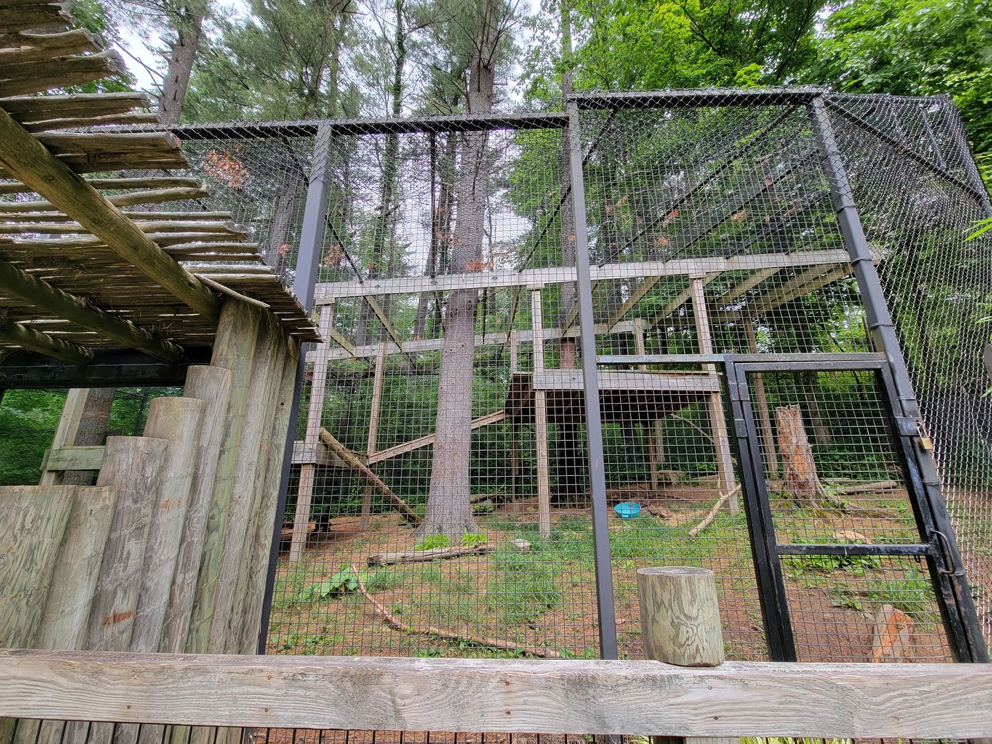 Oglebay Good Zoo - Snow leopard