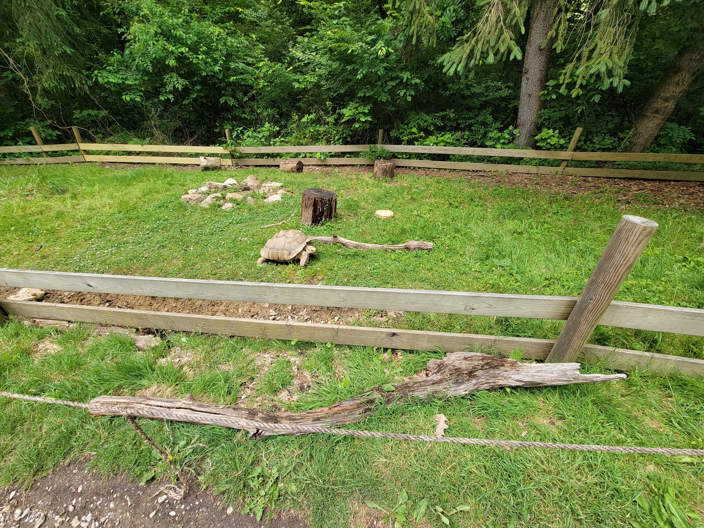 Oglebay Good Zoo - Sulcata tortoise