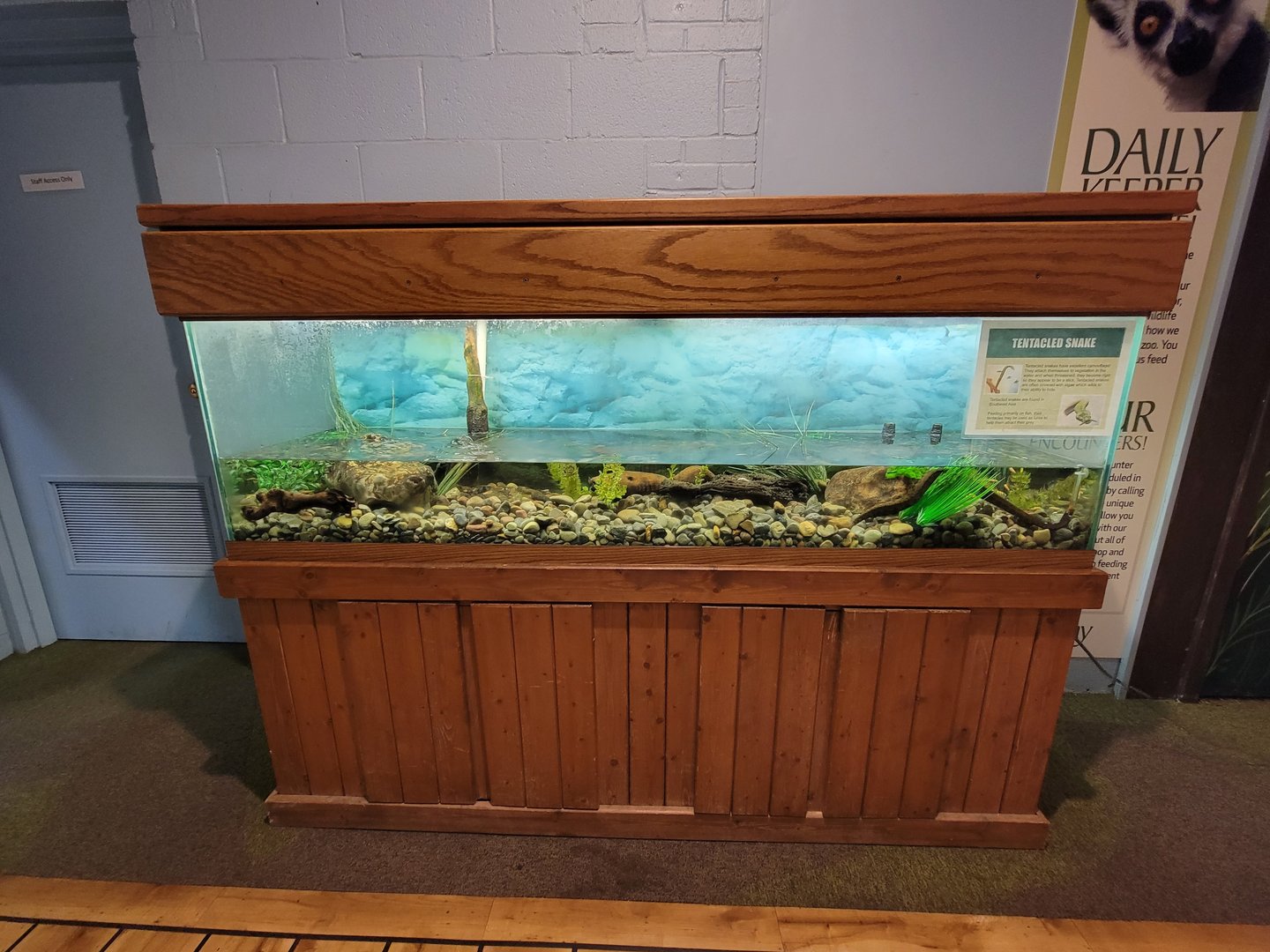 Oglebay Good Zoo - Tentacled snake