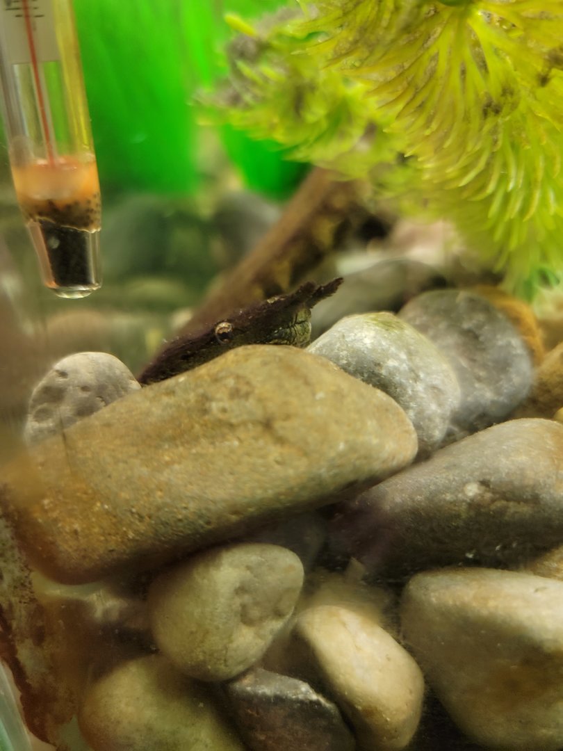 Oglebay Good Zoo - Tentacled snake