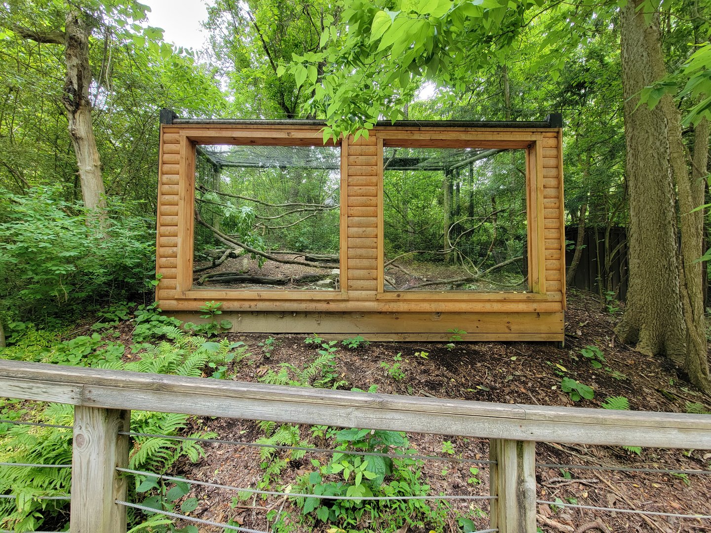 Oglebay Good Zoo - Unsigned ring-tailed lemurs