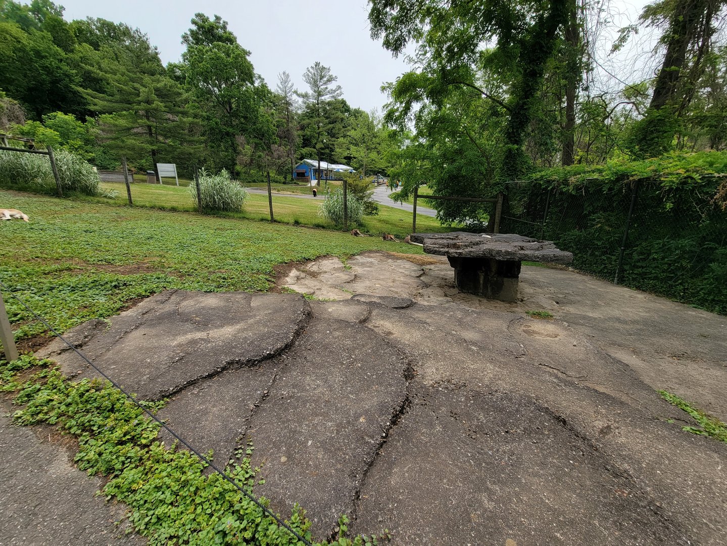 Oglebay Good Zoo - Walkabout, red kangaroo and Bennett's wallaby