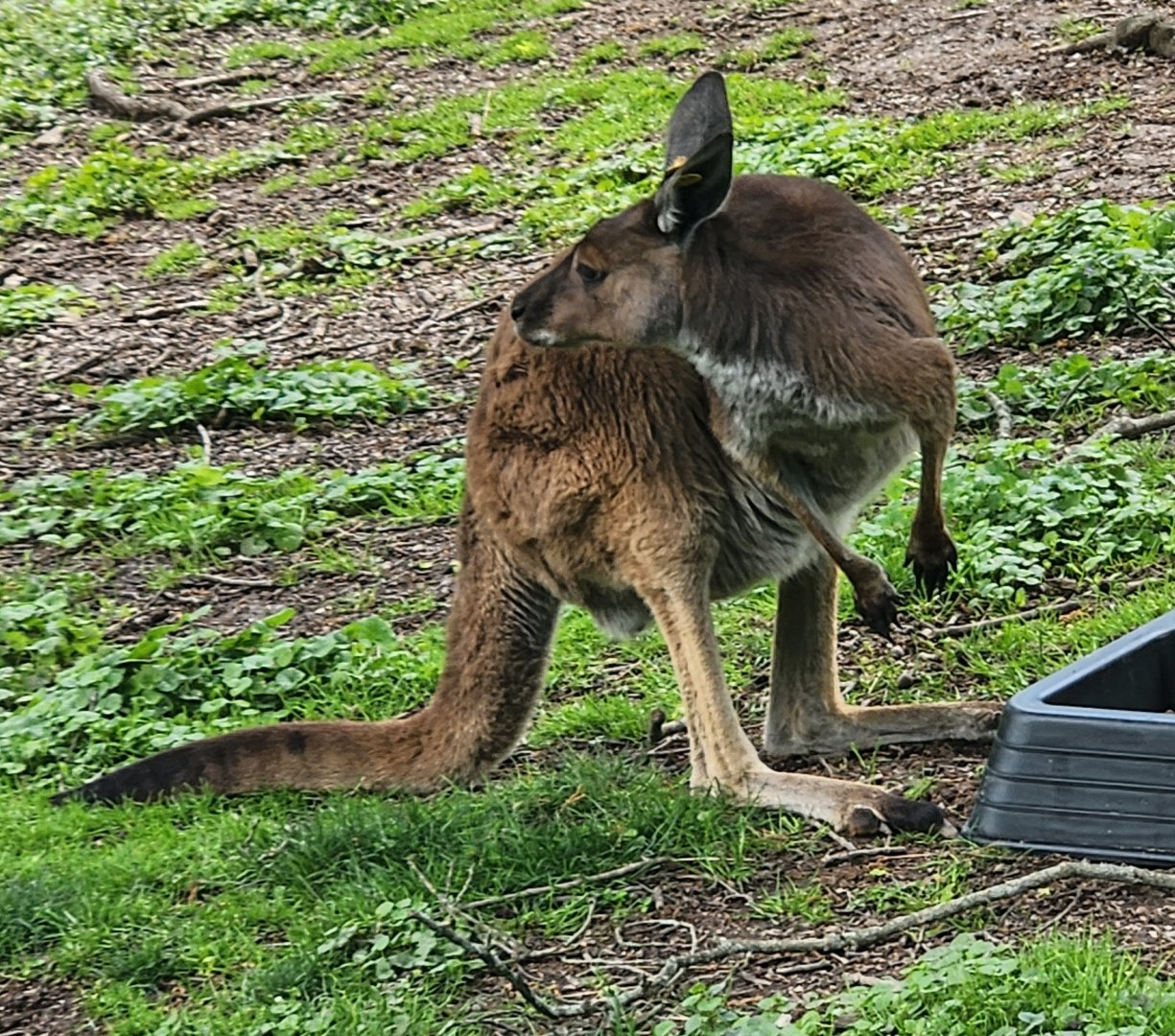 Oglebay Good Zoo - Western Gray Kangaroo