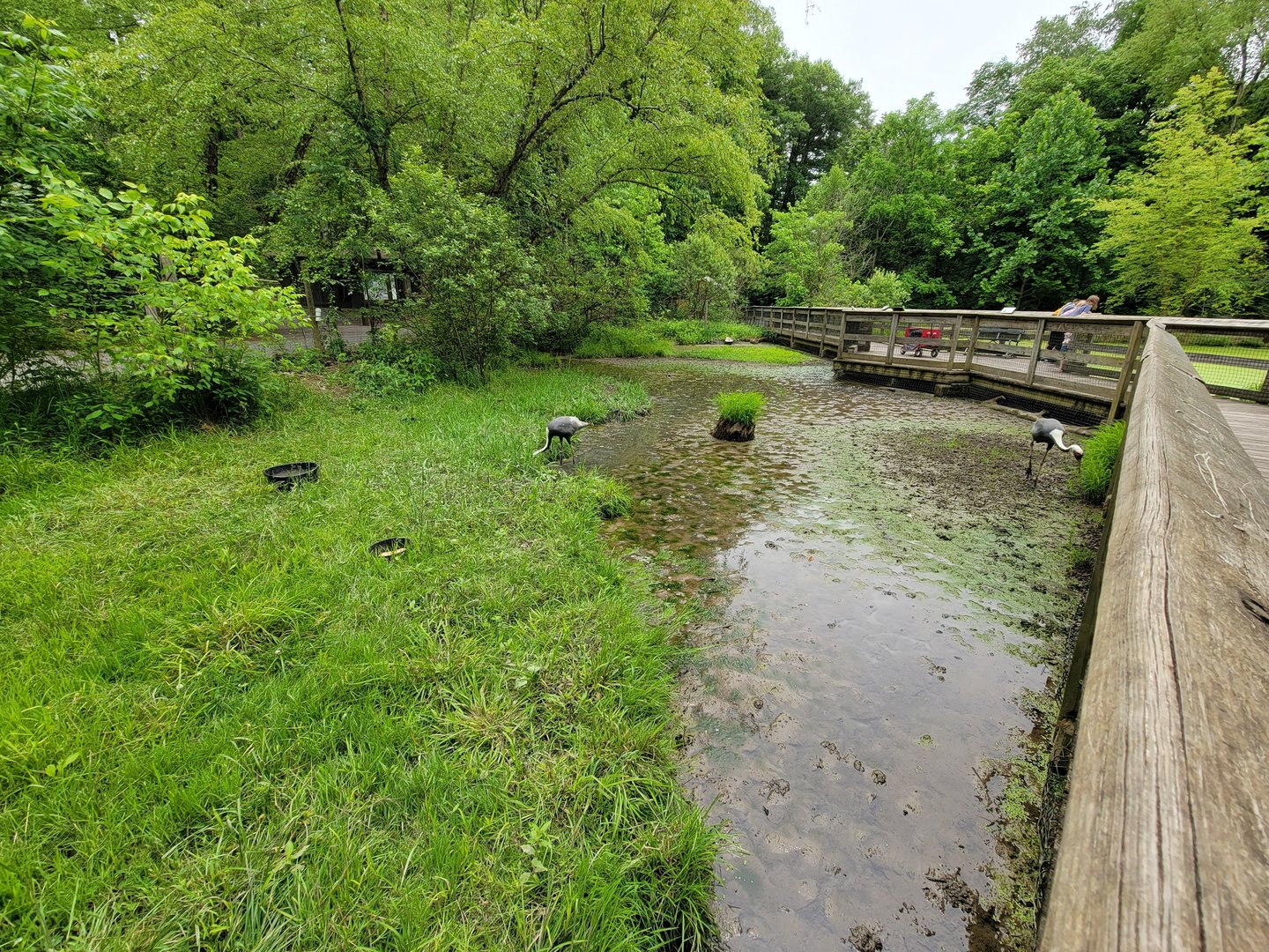 Oglebay Good Zoo - Wetlands, White-naped crane