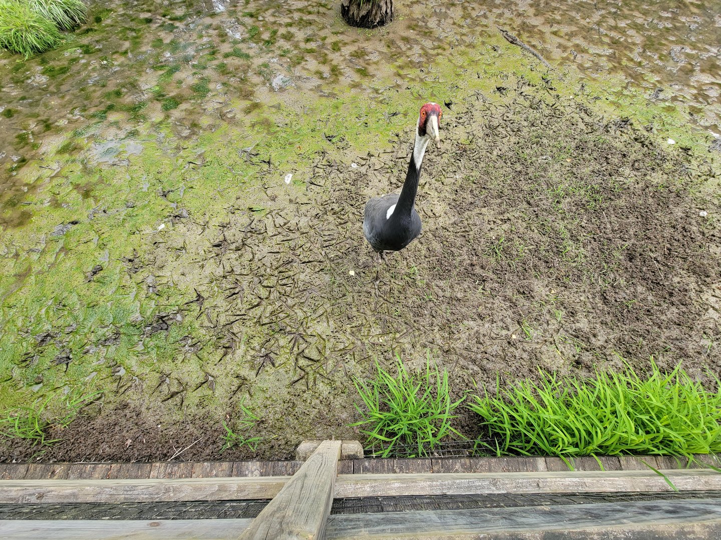 Oglebay Good Zoo - Wetlands, White-naped crane
