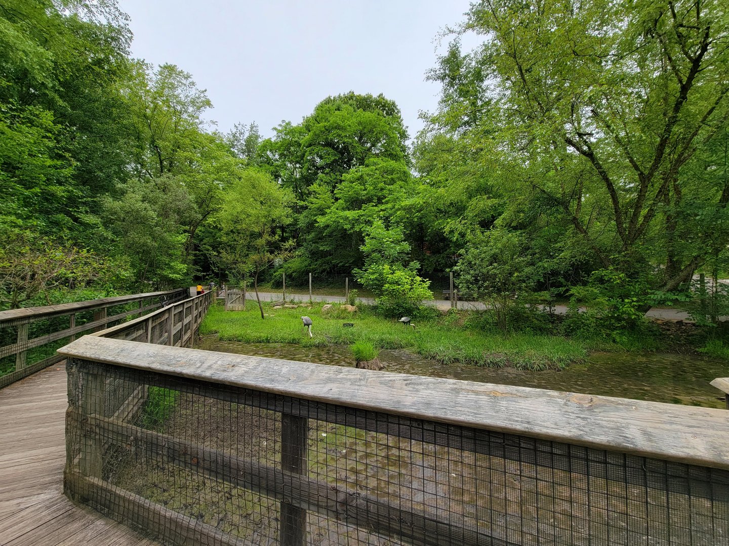 Oglebay Good Zoo - Wetlands, White-naped crane
