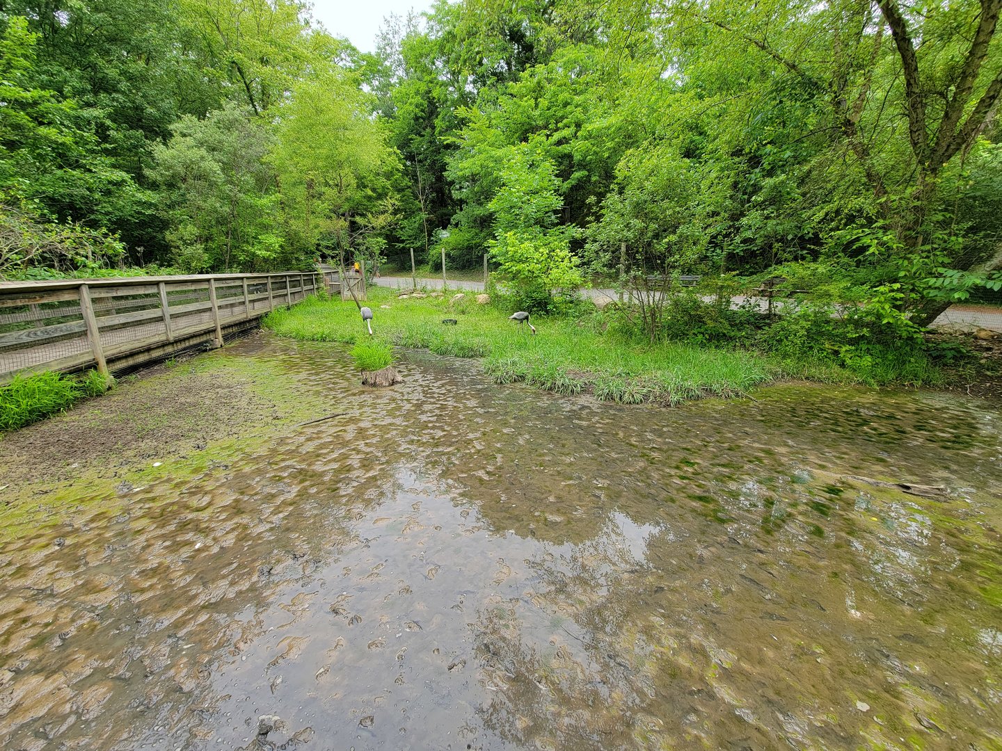 Oglebay Good Zoo - Wetlands, White-naped crane