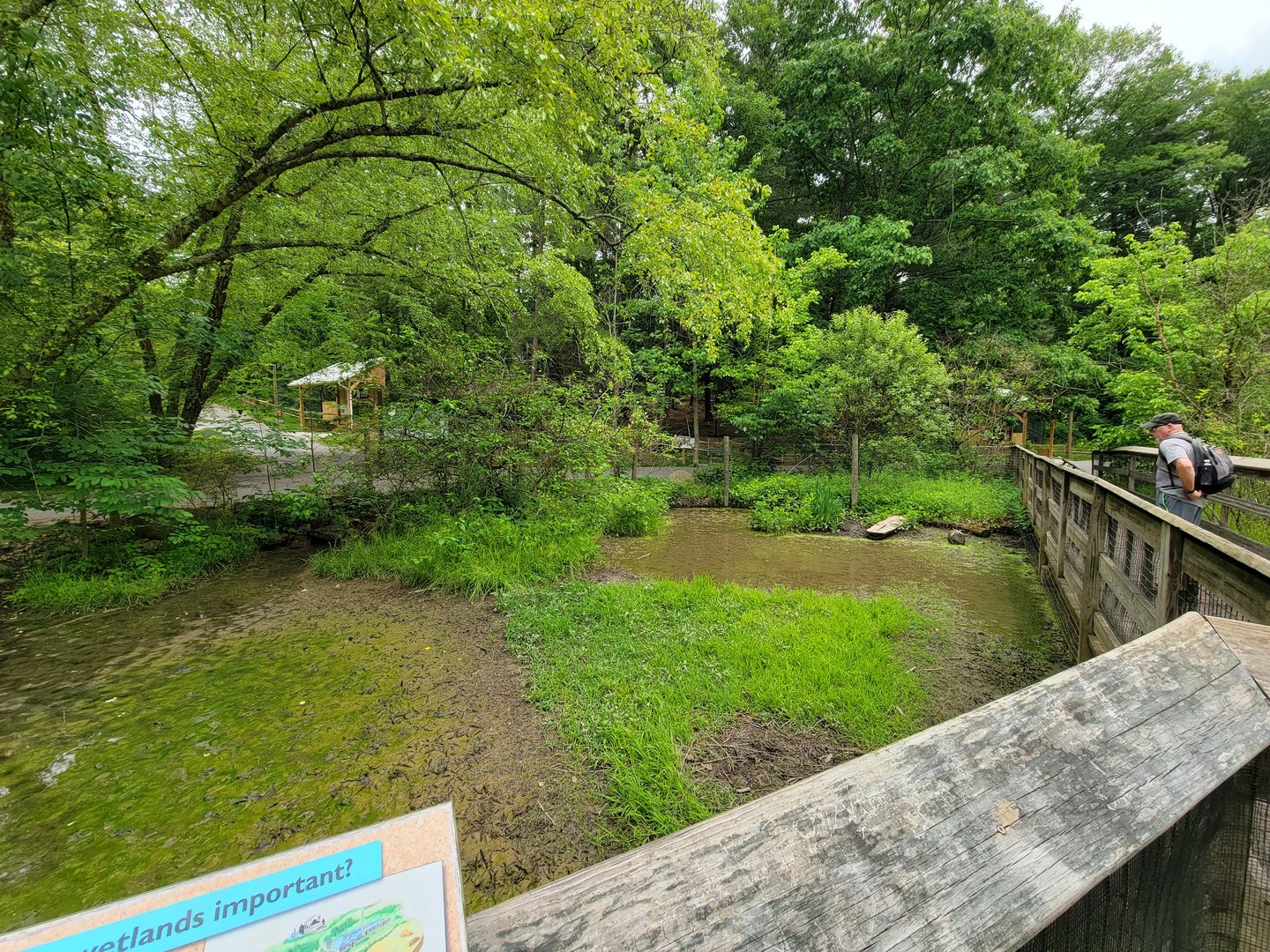 Oglebay Good Zoo - Wetlands, White-naped crane
