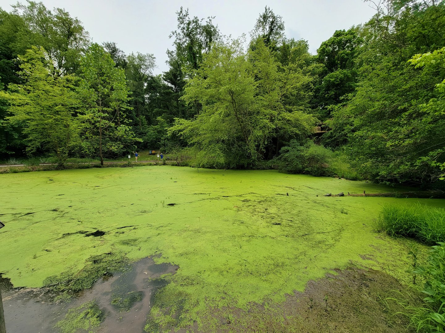 Oglebay Good Zoo - Wetlands, wild area