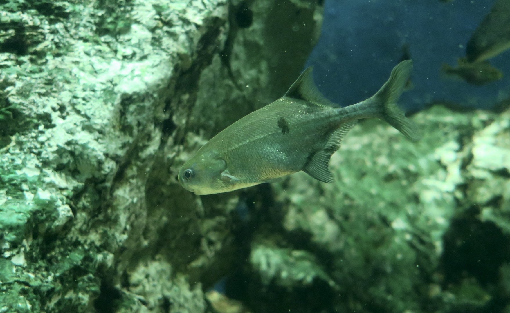 Ogooue River Mormyrid (Petrocephalus balayi)