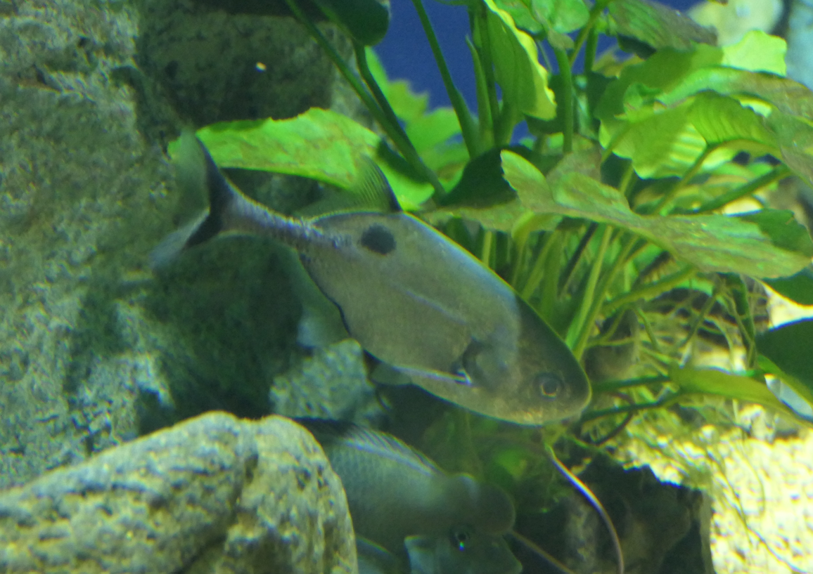 Ogooue River Mormyrid (Petrocephalus balayi)