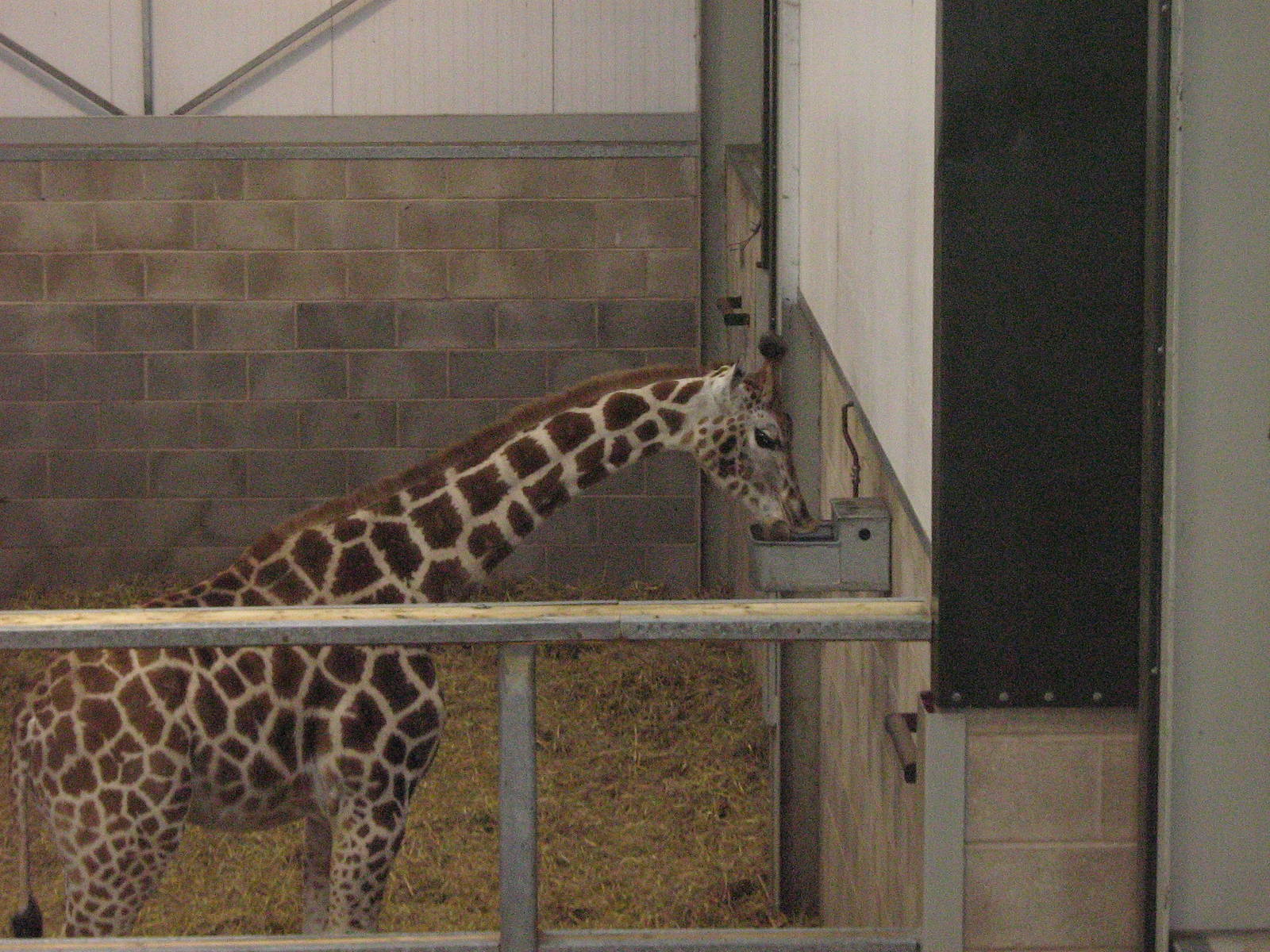 O'Grady The Baby Giraffe