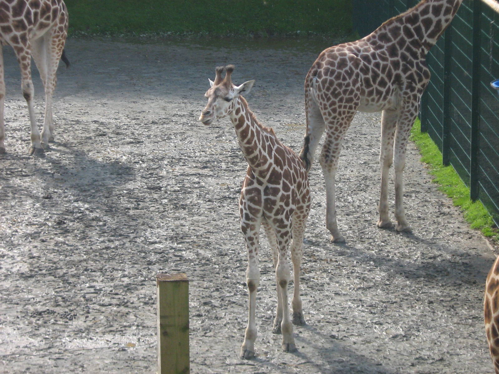 O'Grady The Female Retricualted Giraffe.
