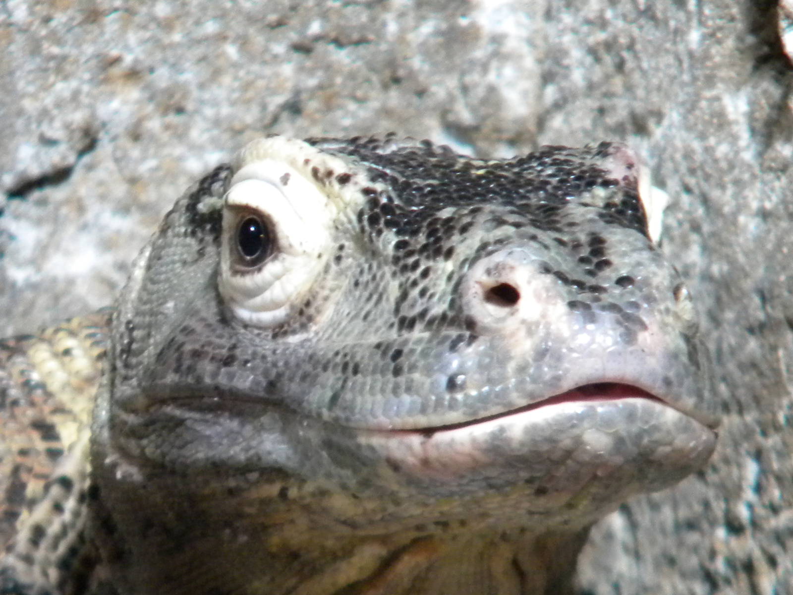 Ogrod the Komodo Dragon at Chester Zoo 11/06/11