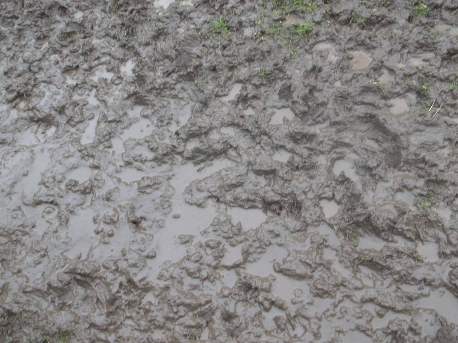 Oh dear, soggy paddocks time again. 8th November 2014