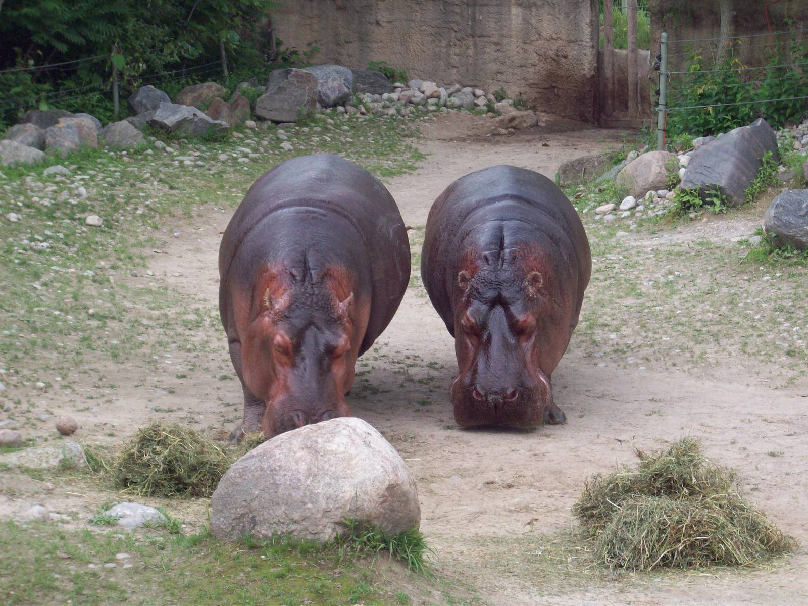 Oh how I wish I could have moved that rock