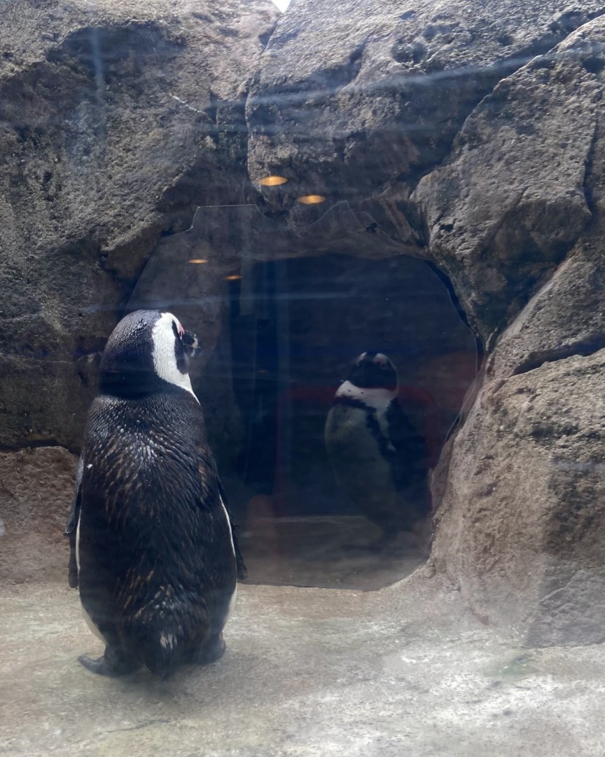 "Oh my, I have turned into a penguin!" (8/8/24)