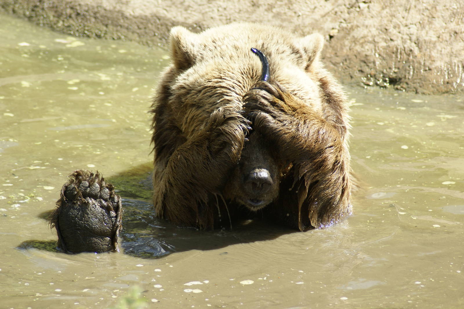 OH NO i'v broken the arm off my sunnys