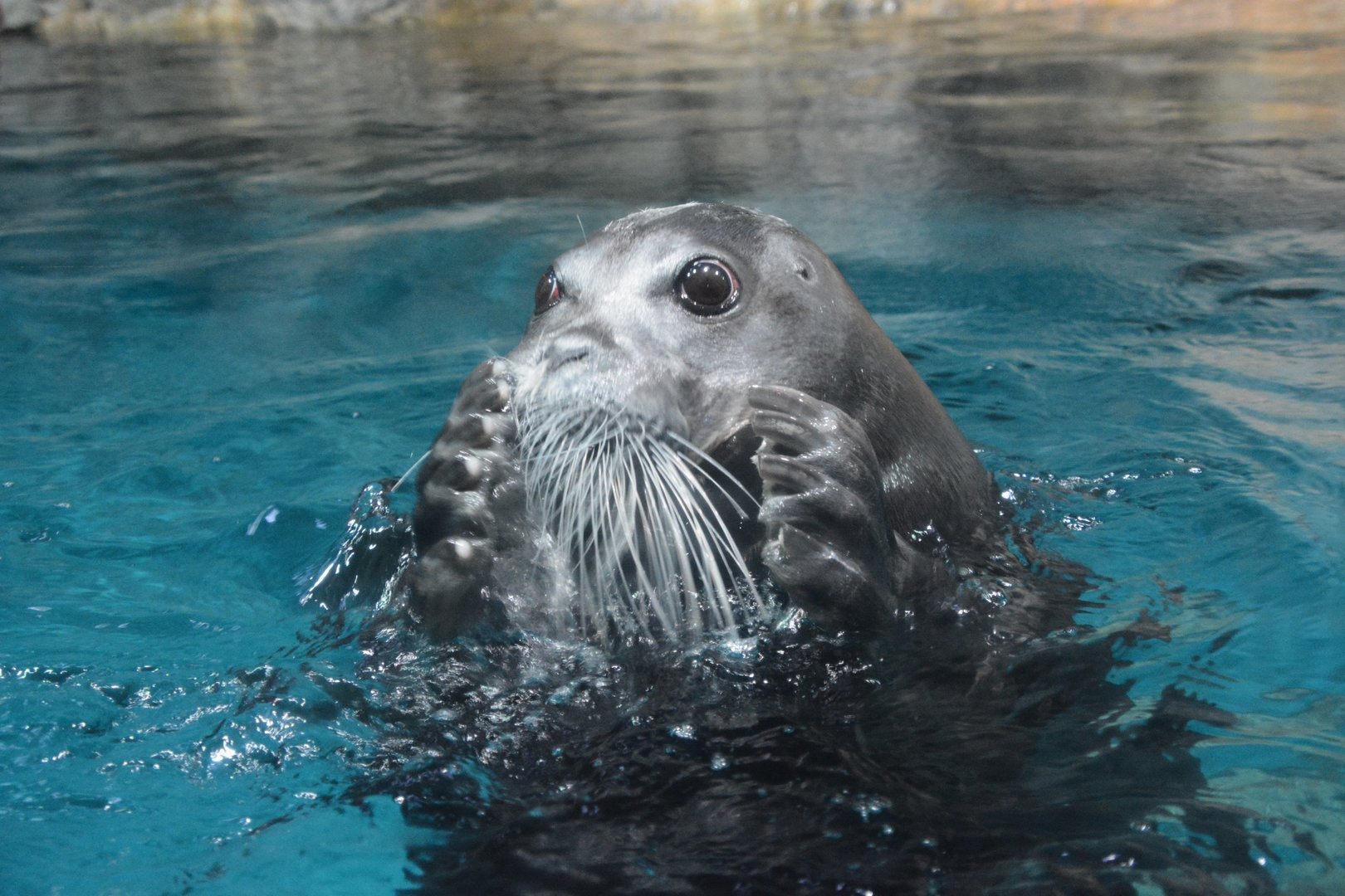 Oh no! Pacific bearded seal (Erignathus barbatus nauticus)
