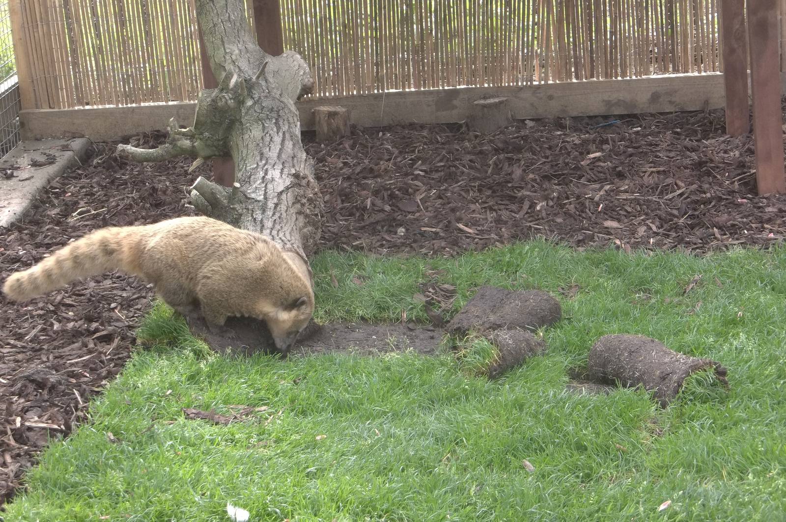 Oh no, the new turf! 7th May 2016