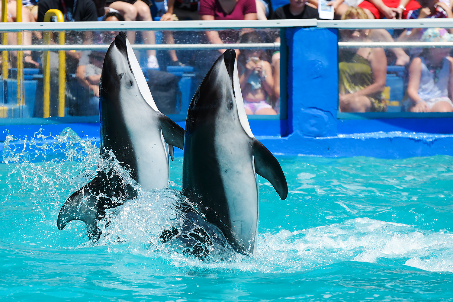 Ohana & Li'i, Pacific white-sided dolphin (Lagenorhynchus obliquidens)