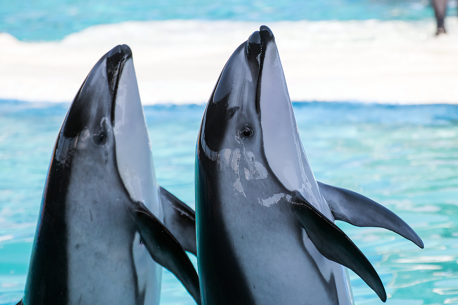 Ohana & Li'i, Pacific white-sided dolphin (Lagenorhynchus obliquidens)