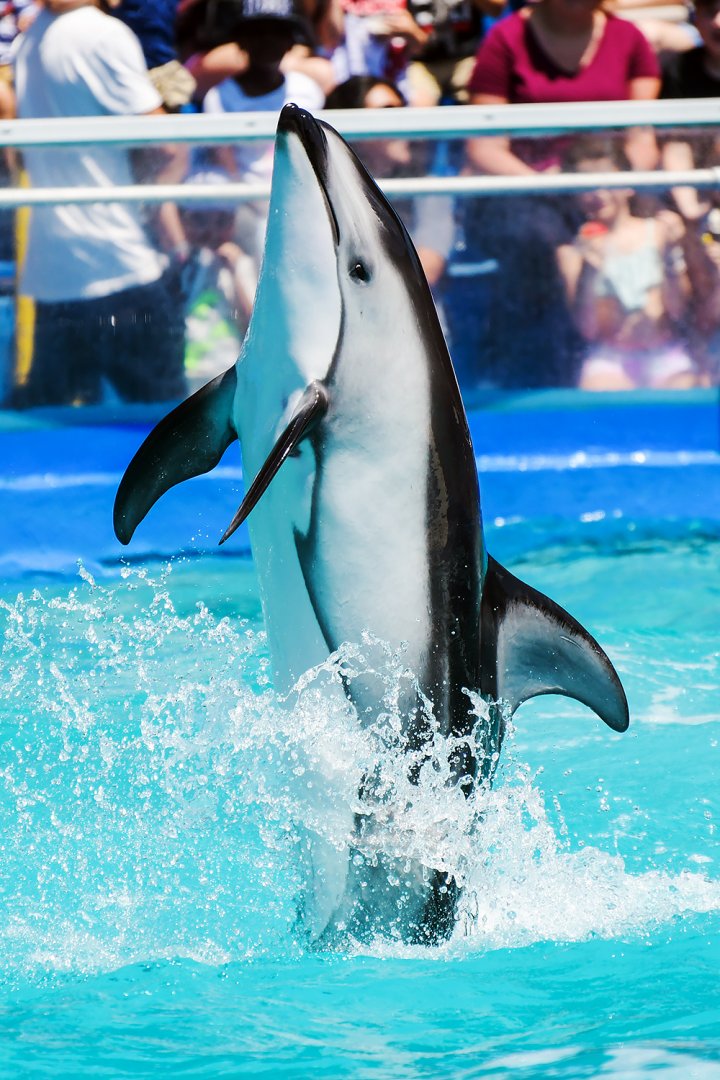 Ohana, Pacific white-sided dolphin (Lagenorhynchus obliquidens)