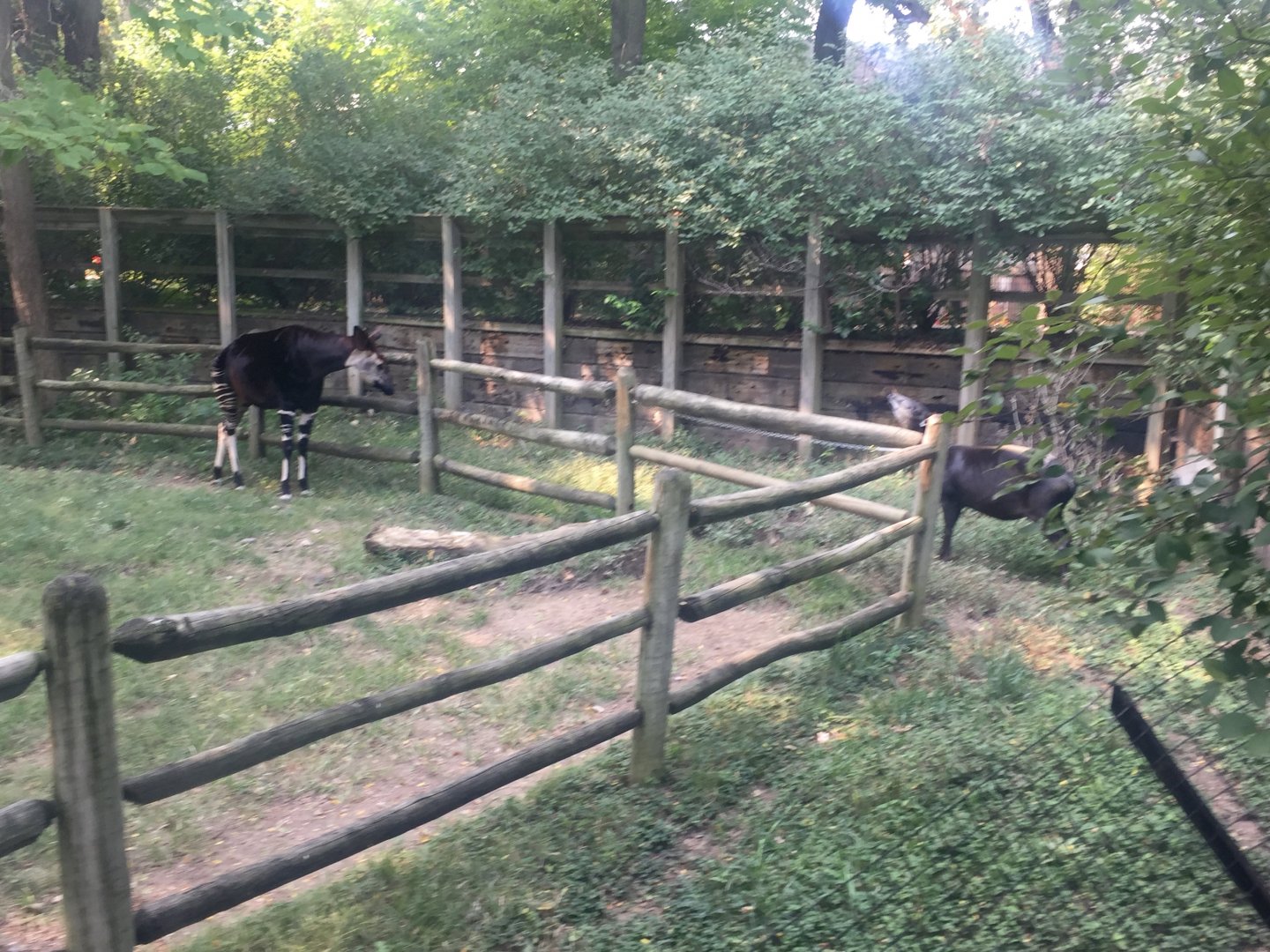 OHDZ - Okapi and Duiker - Sep 2020