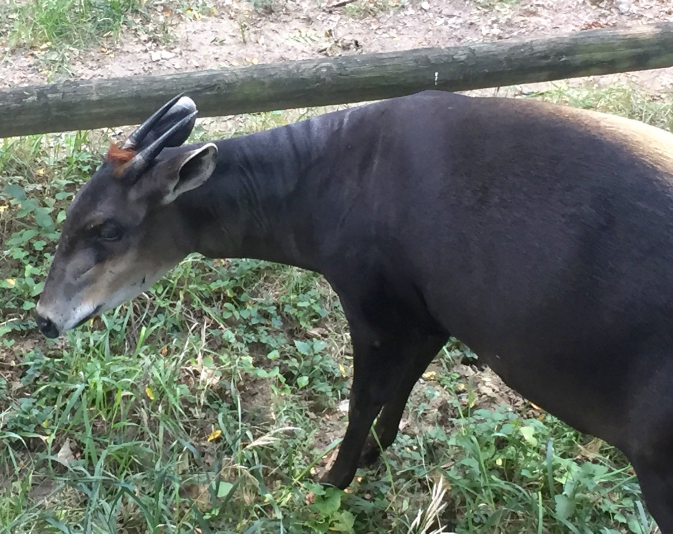 OHDZ - Yellow Backed Duiker - Sep 2020