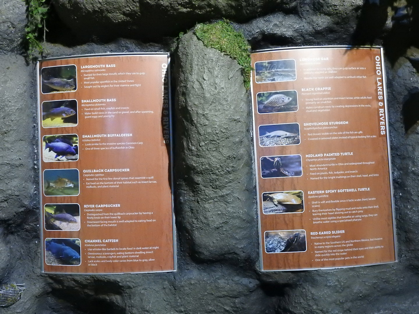 Ohio Lakes & Rivers Species List