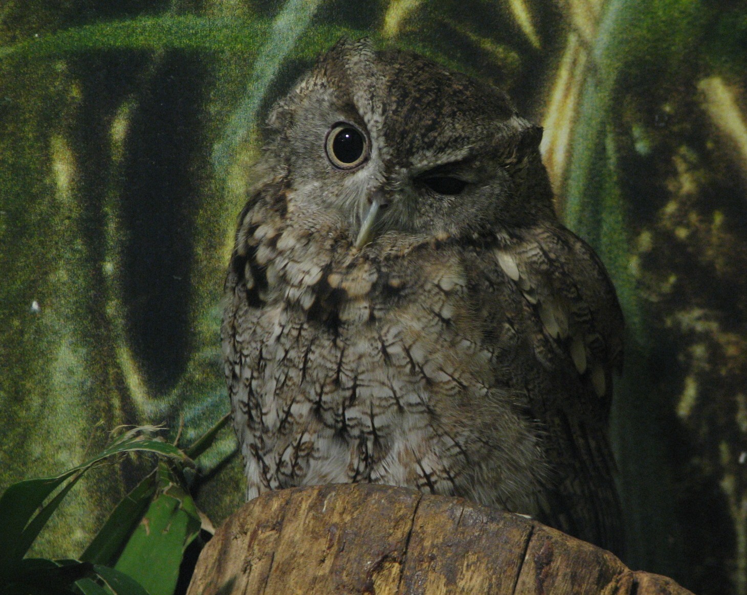 Ohio Riverbank - Owl
