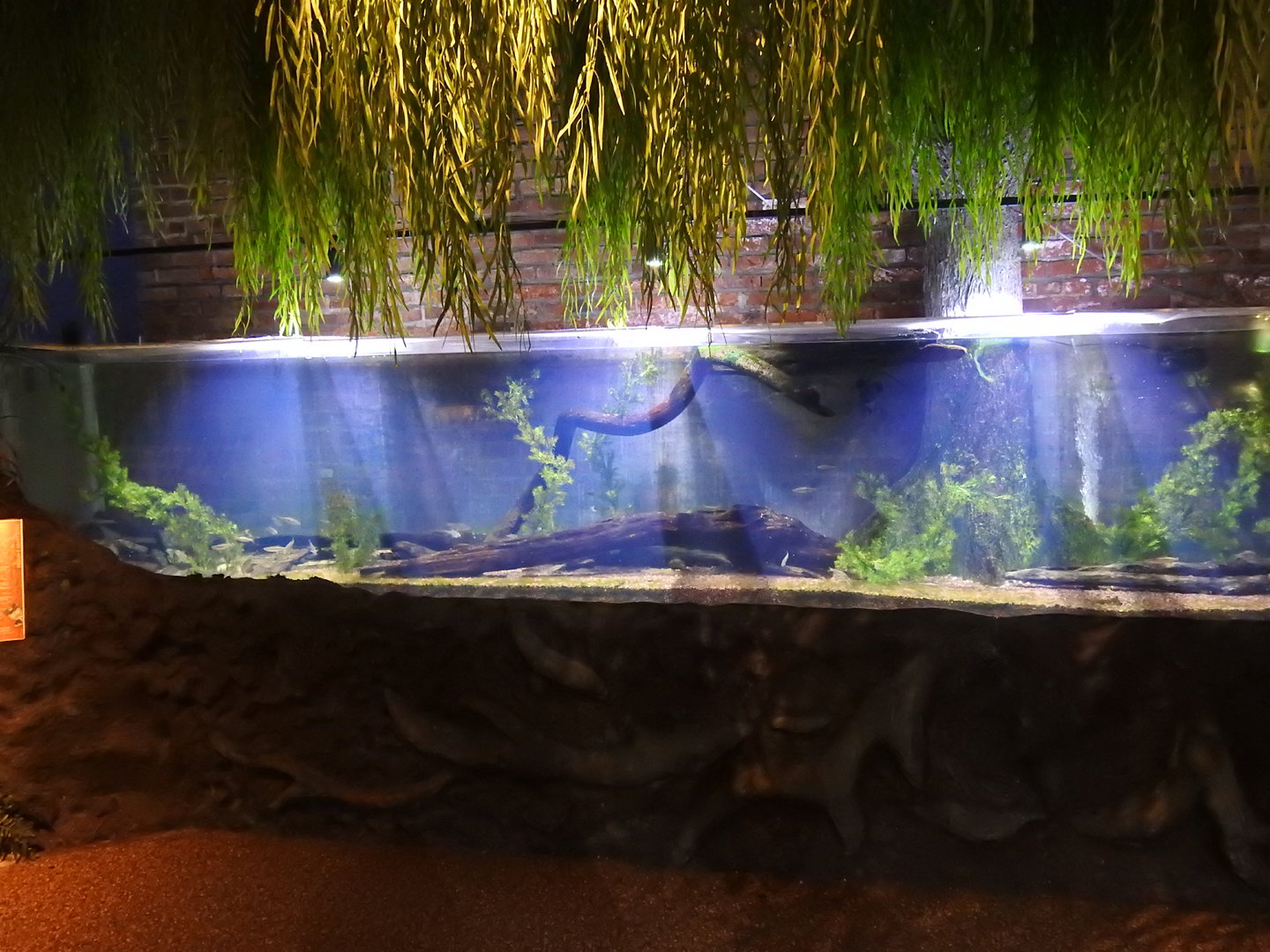 Ohio River's & Lakes Small Fish exhibit tank