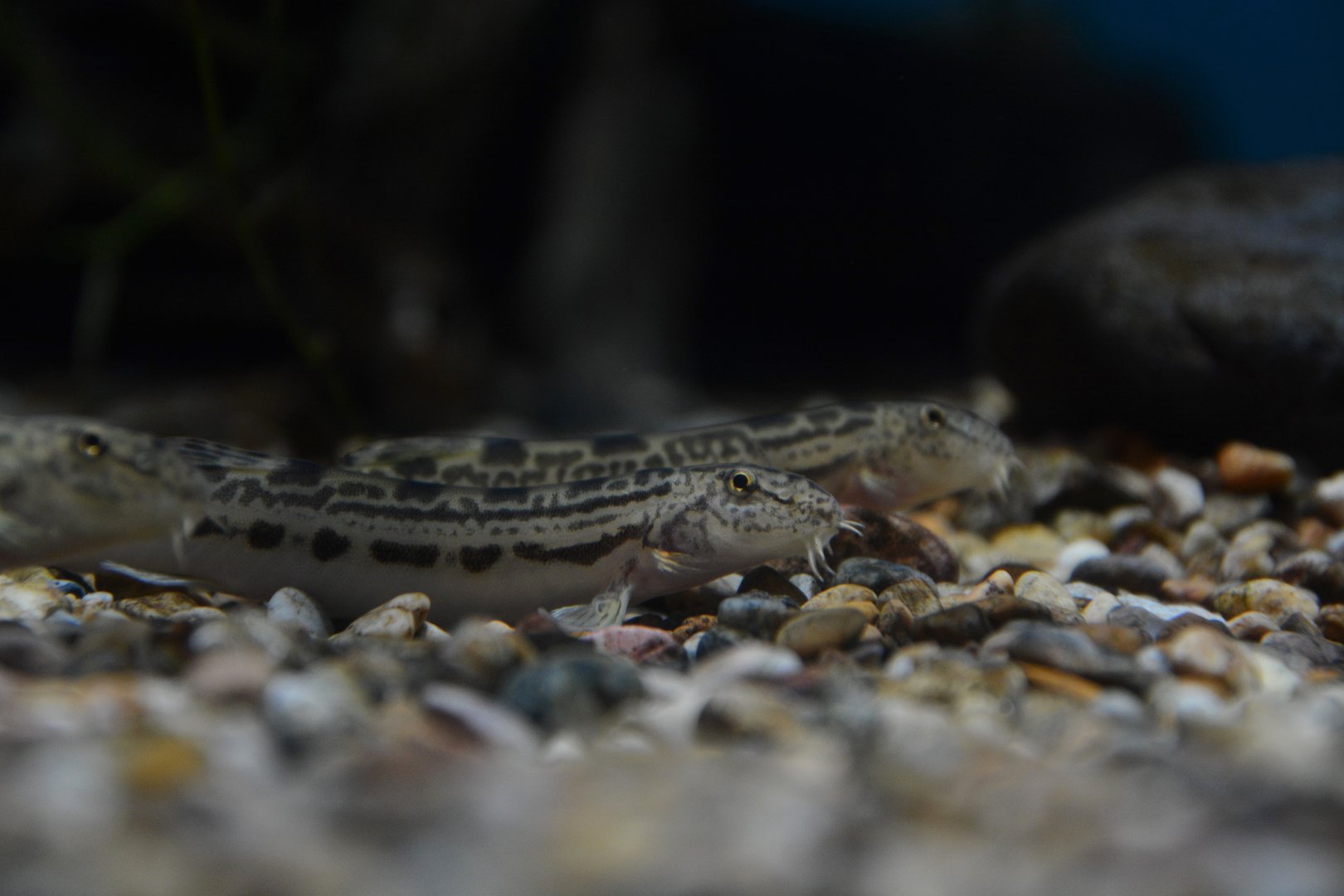 Ohshima loach (Cobitis sp. 'BIWAE type A')