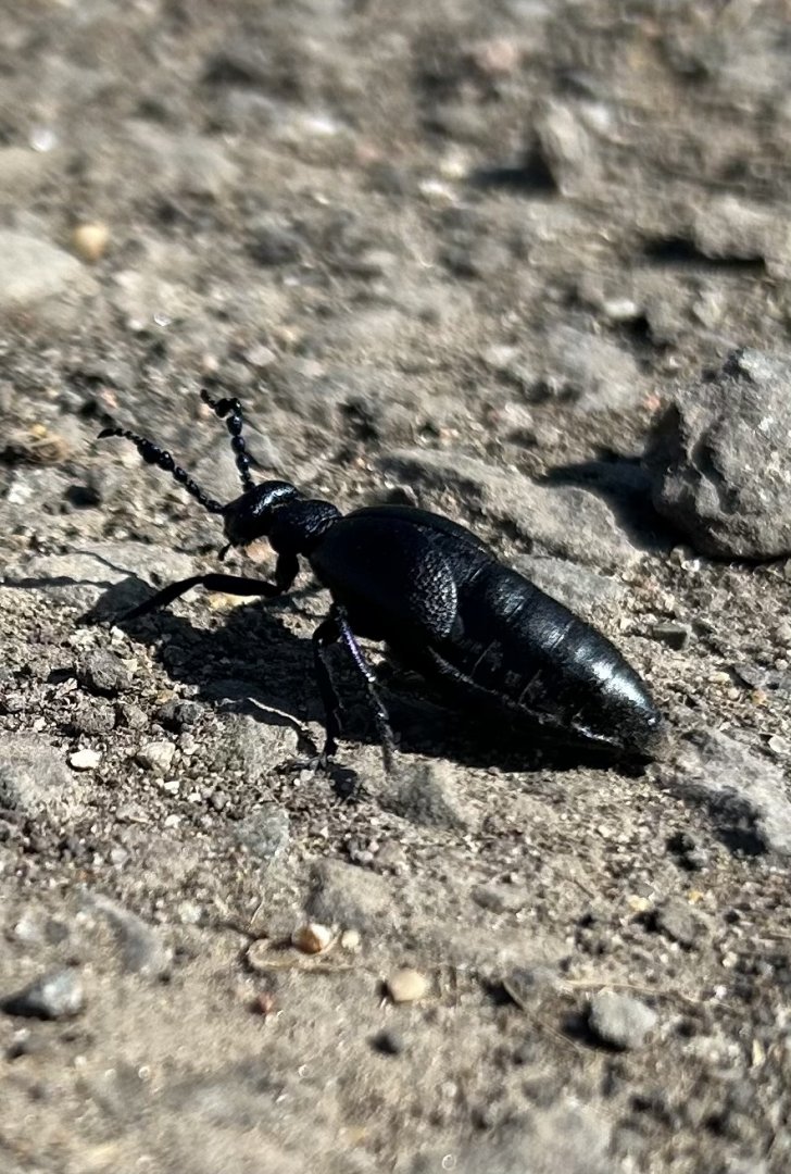 Oil Beetle ID