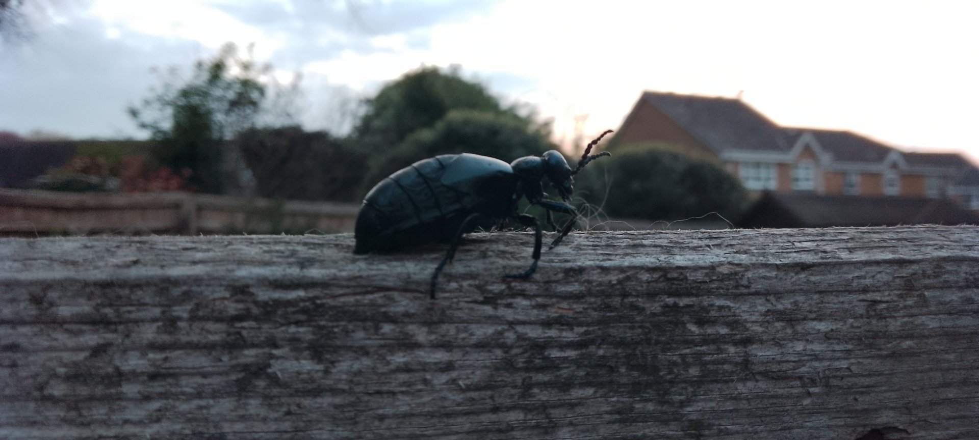 Oil Beetle
