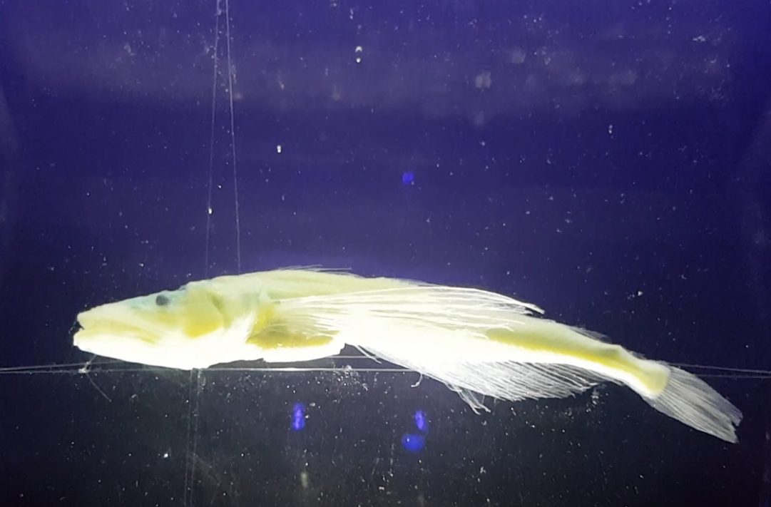 Oilfish - Comephorus dybowskii