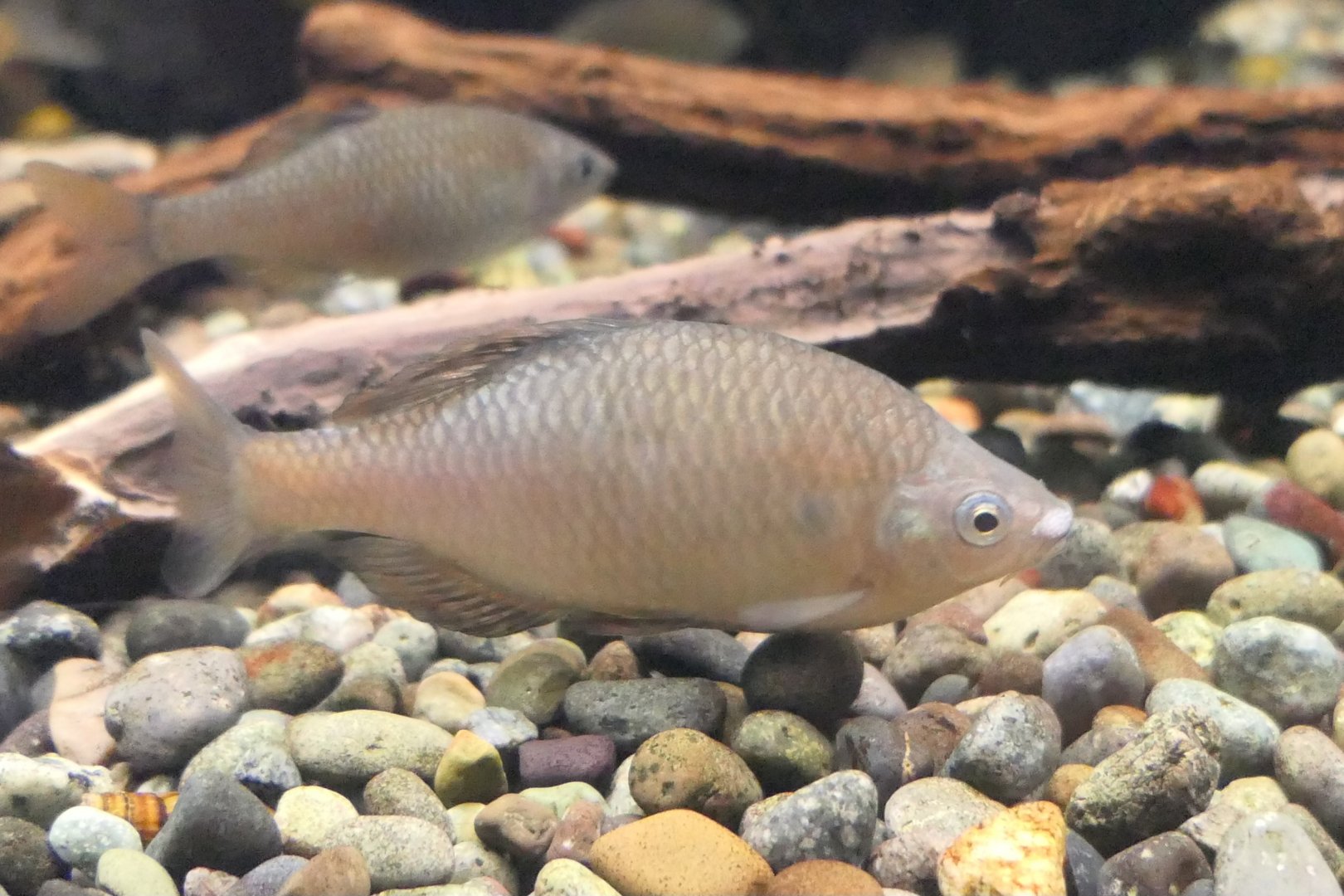Oily Bitterling (Tanakia limbata) - Lake Biwa Museum