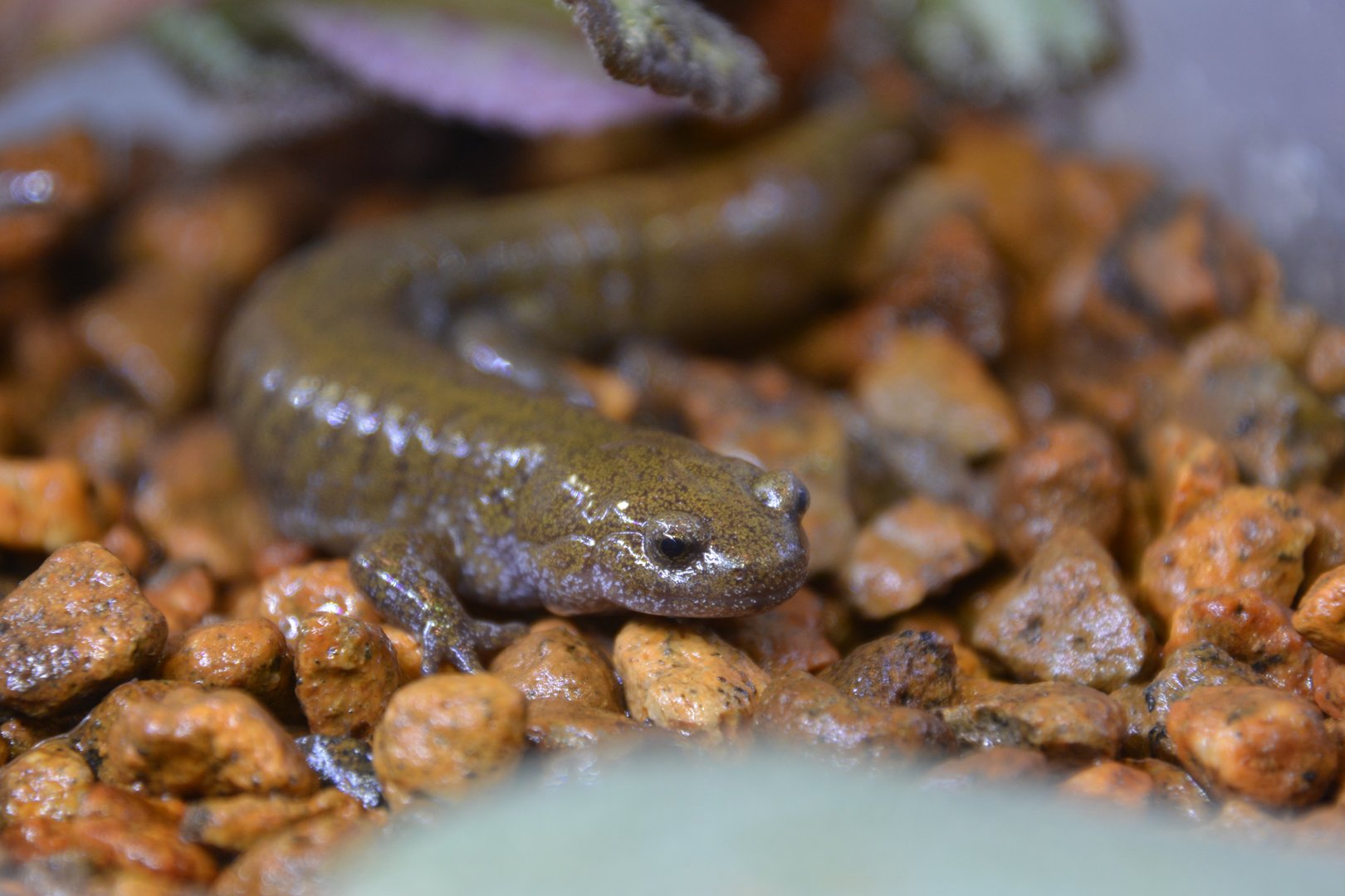 Oita salamander (Hynobius dunni)