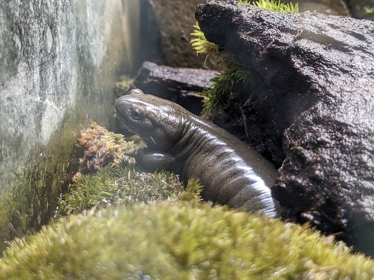 Oita salamander (Hynobius dunni)