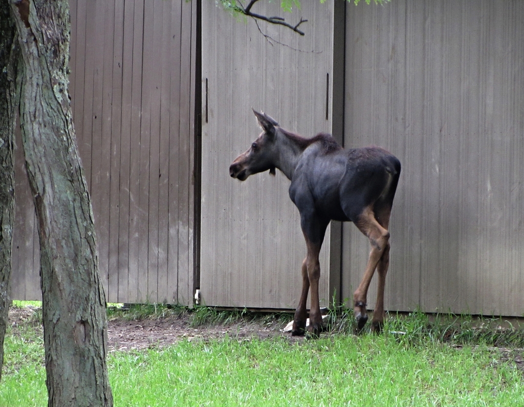 "Ojibwe" the Orphaned Moose Calf