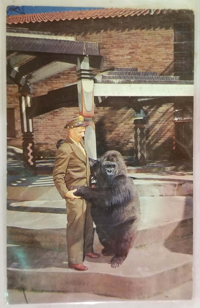 "Oka" (Lowland gorilla)