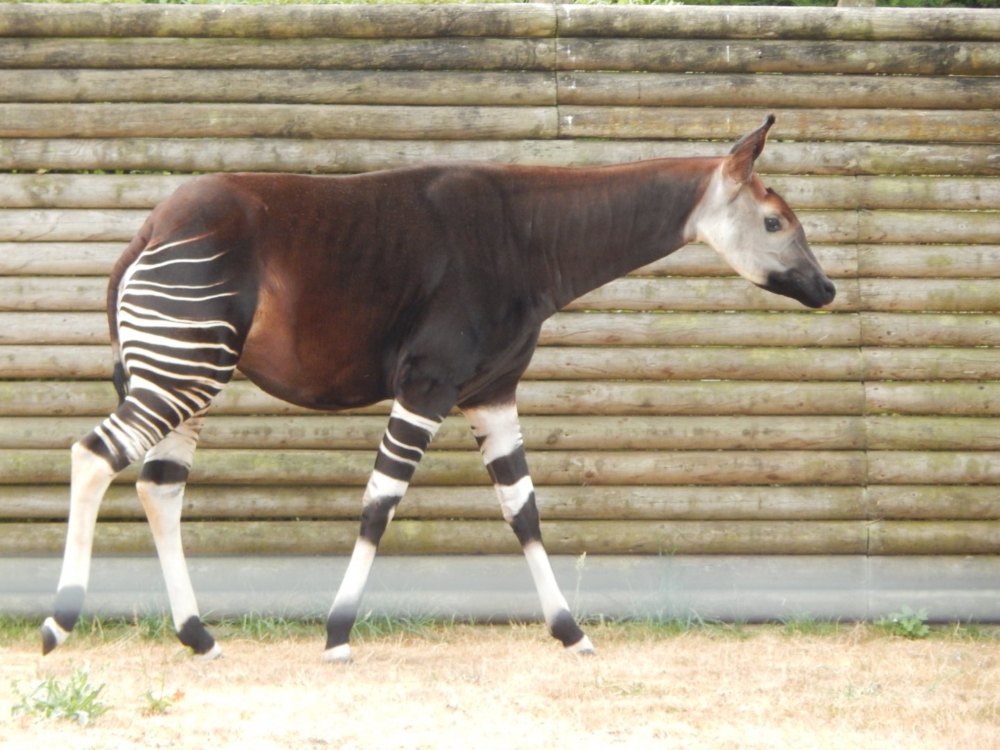 Okapi 040822