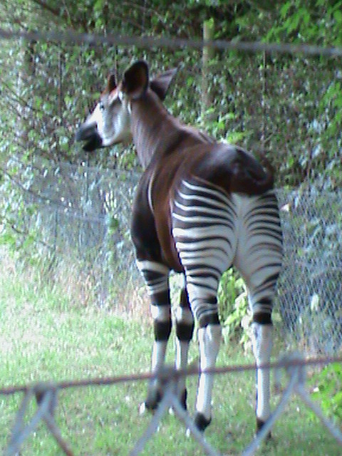 okapi 08/10