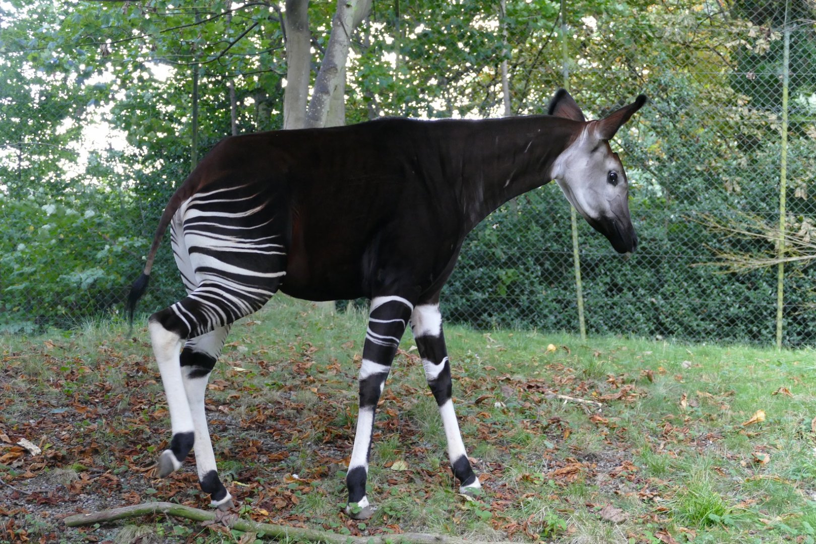 Okapi #1, September 2018