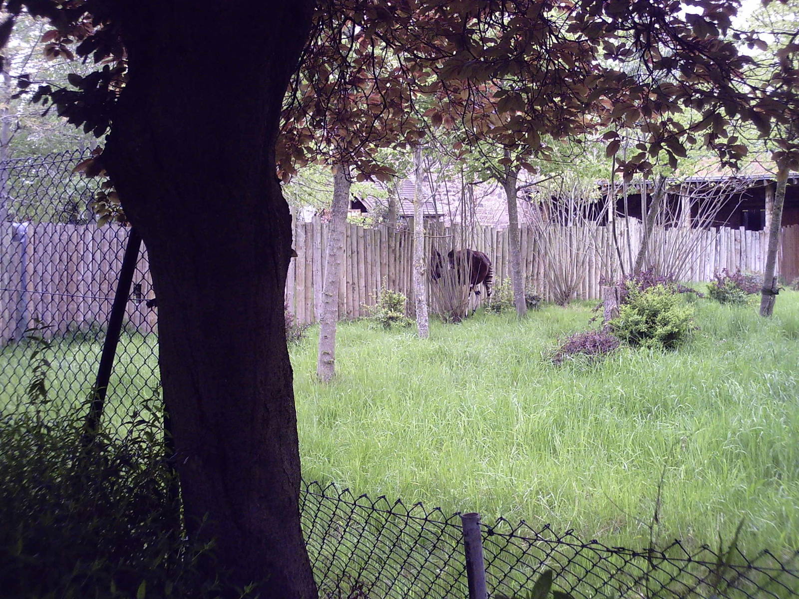 Okapi - 10-05-2009