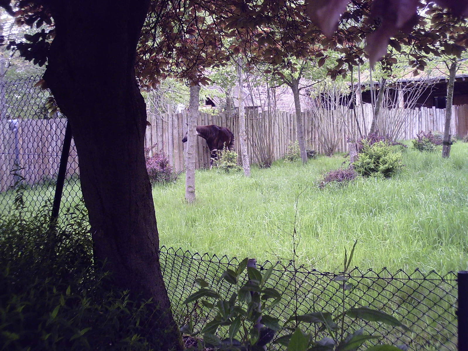 Okapi - 10-05-2009