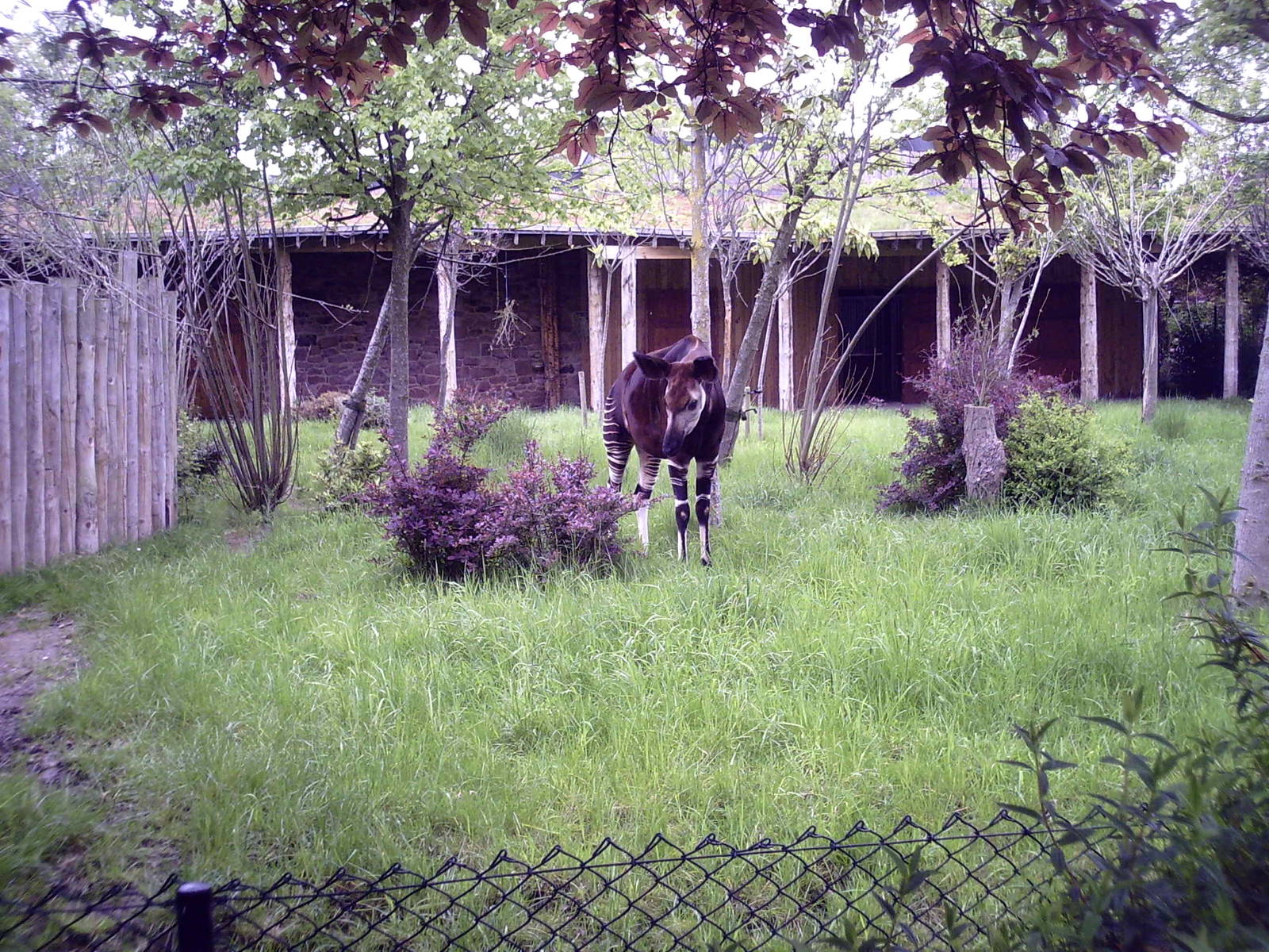 Okapi - 10-05-2009