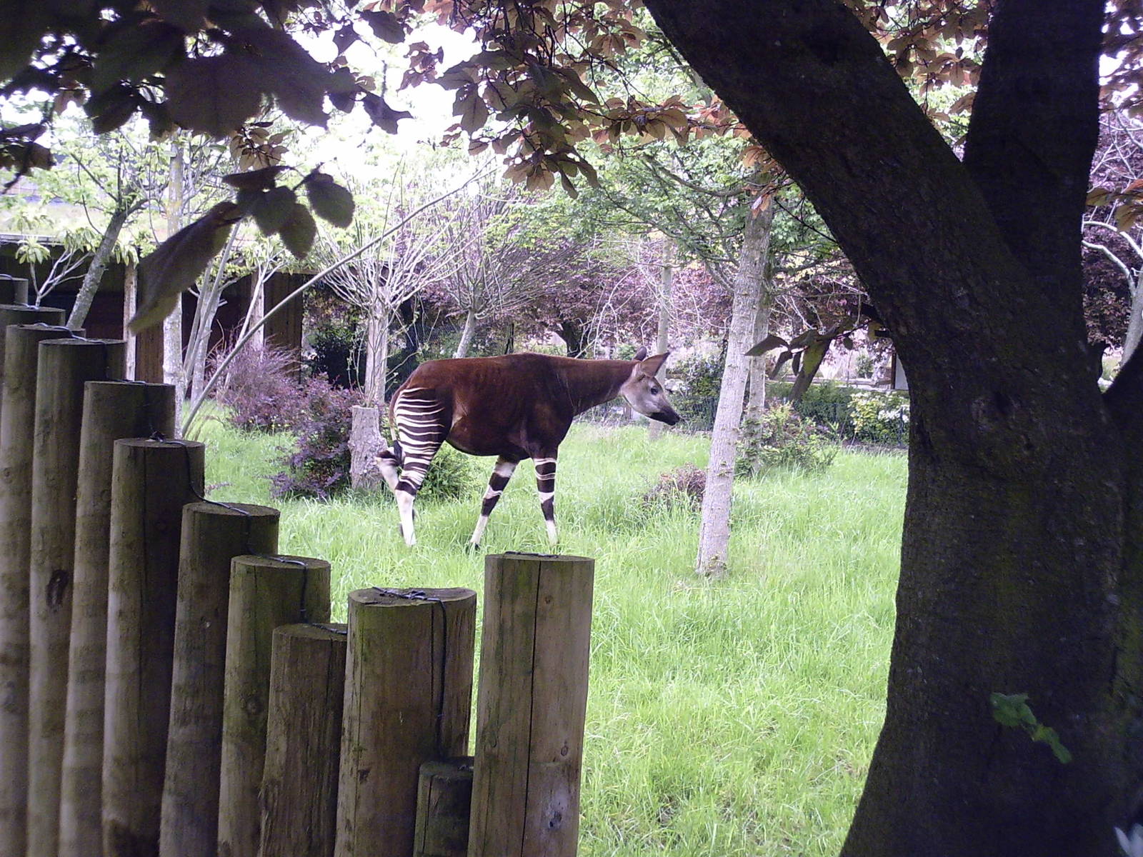 Okapi - 10-05-2009