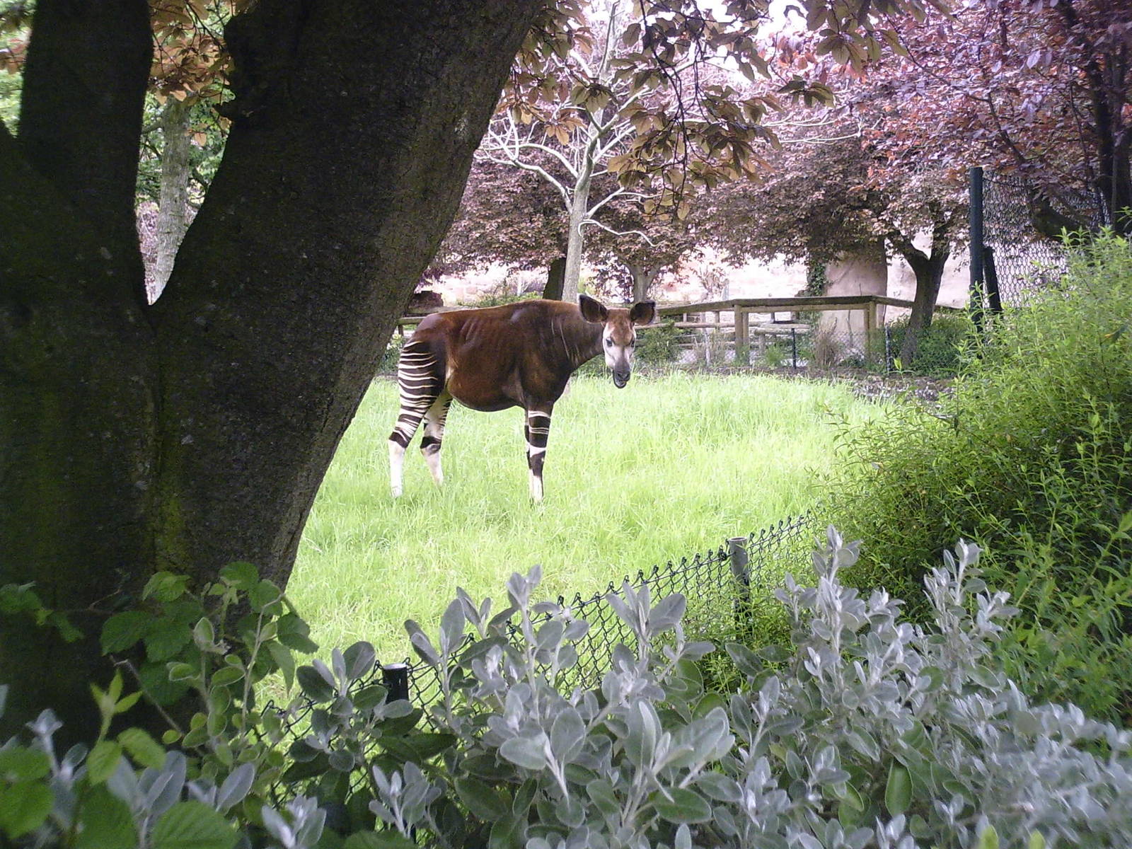 Okapi - 10-05-2009